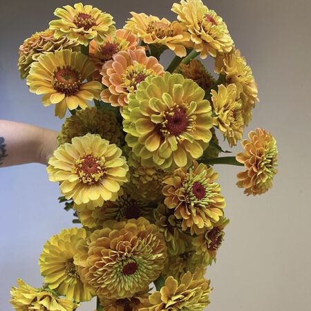 Queeny Lemon Peach, Zinnia Seeds - Packet image number null